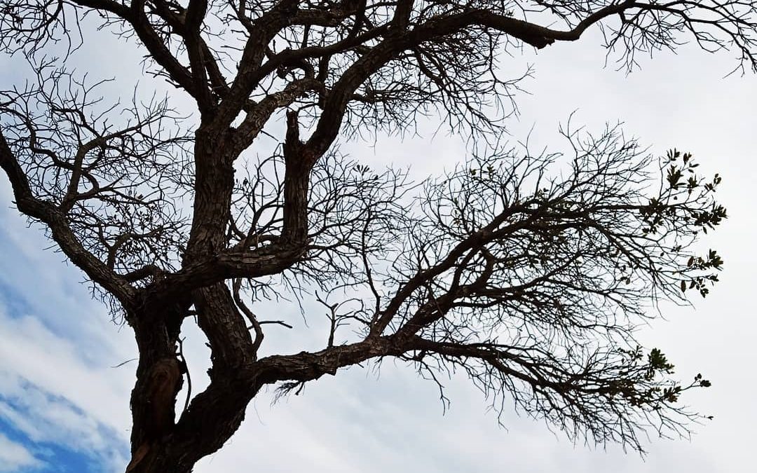 Fractal