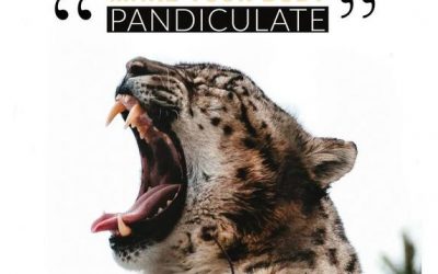 Stretching vs Pandiculation