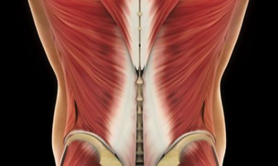 Muscles, connective tissues & organs